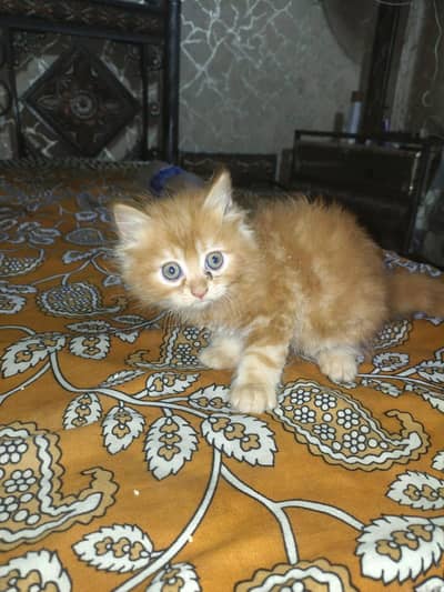 Persian kitten | doll face kittens | persian cat