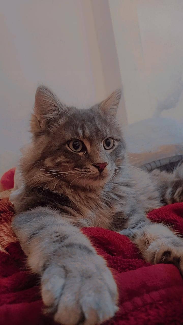 active cats 0