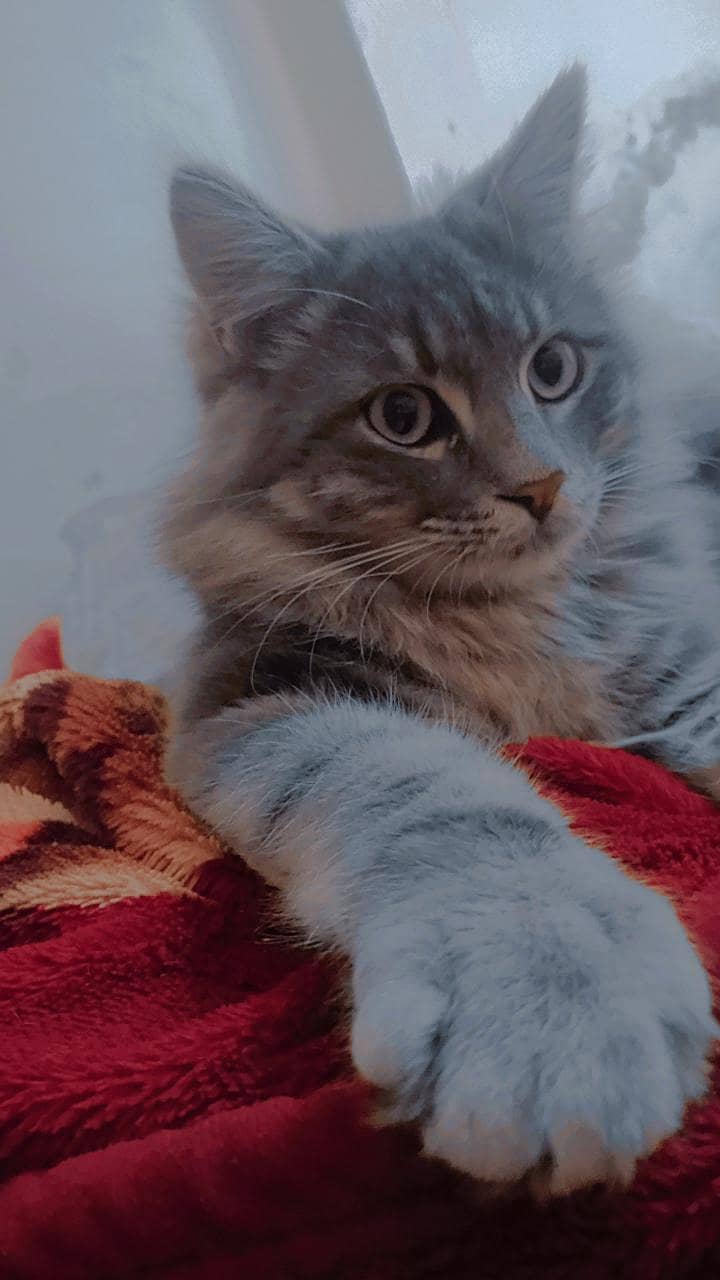 active cats 1