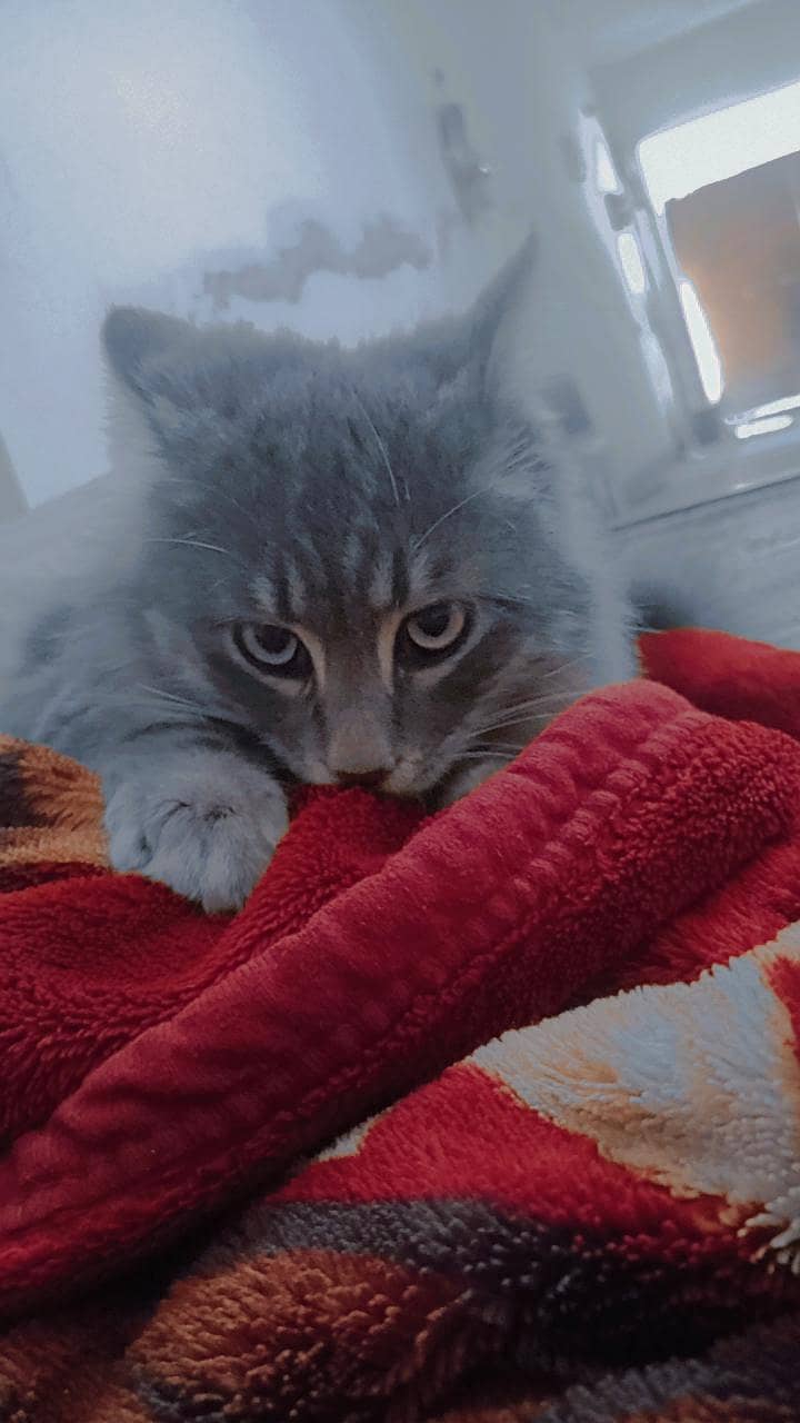active cats 2