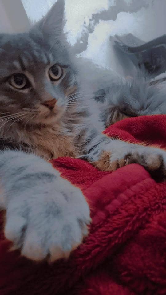 active cats 3
