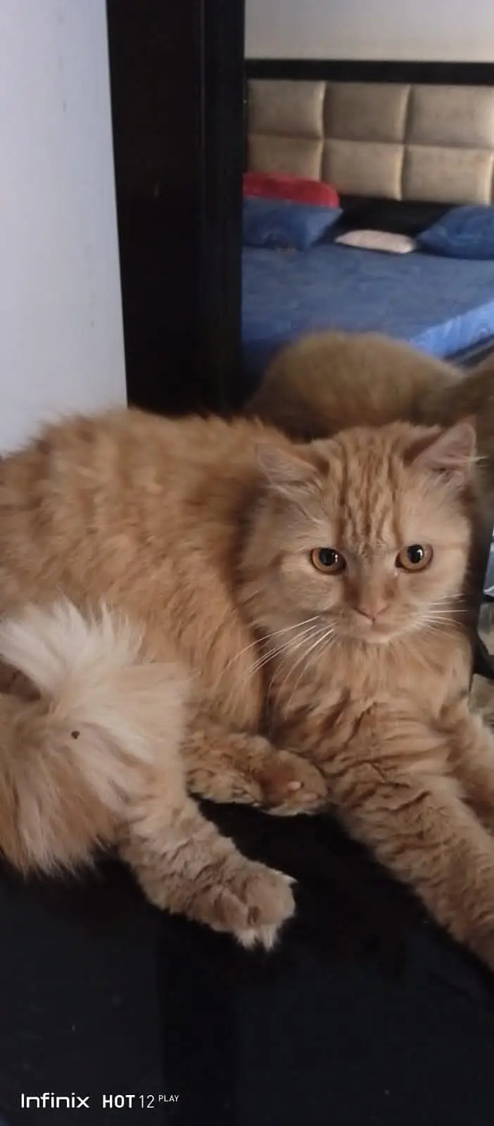 Persian cats — photo 2