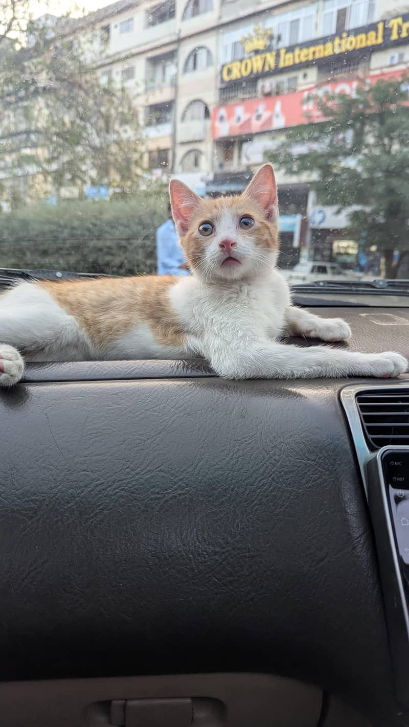 fluffy cat 1