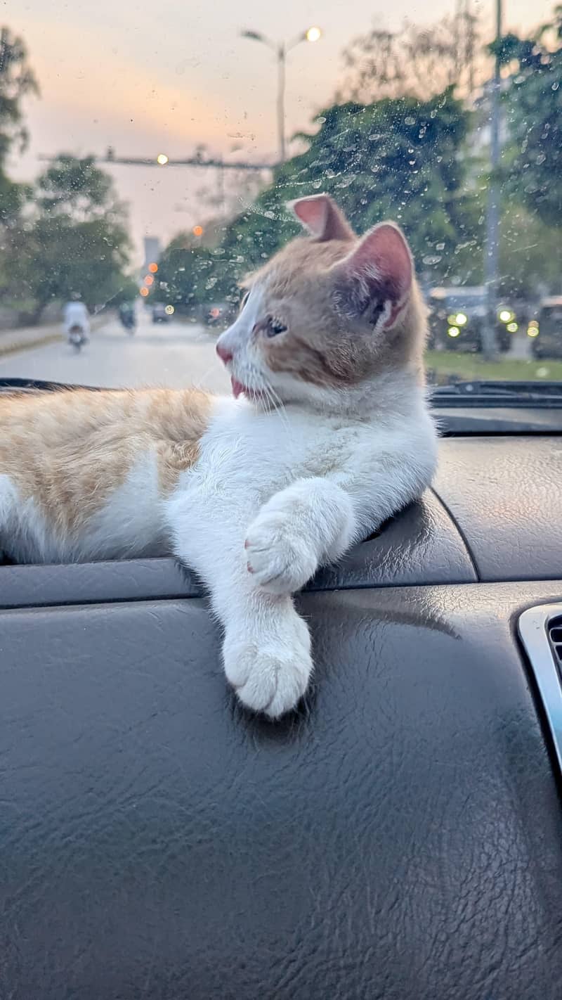 fluffy cat 2