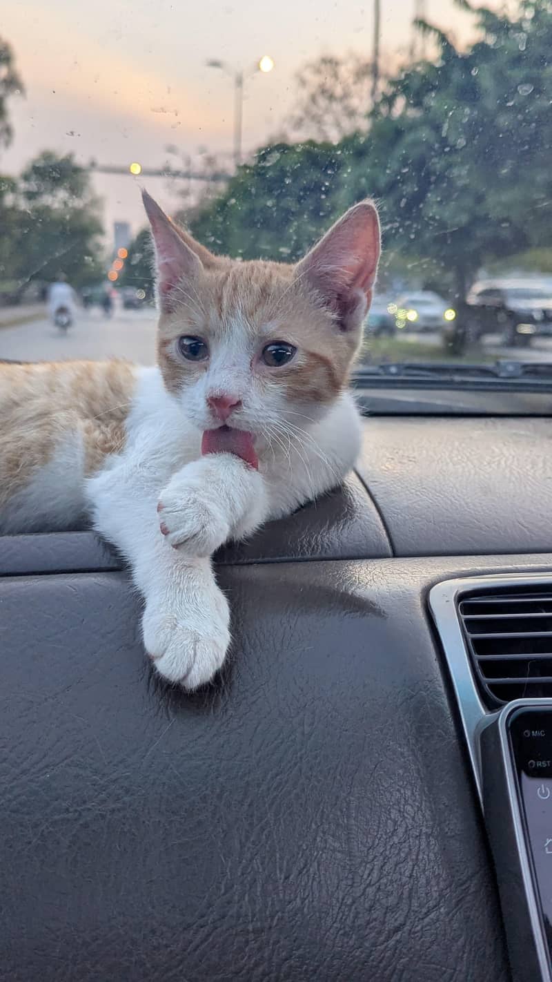 fluffy cat 3
