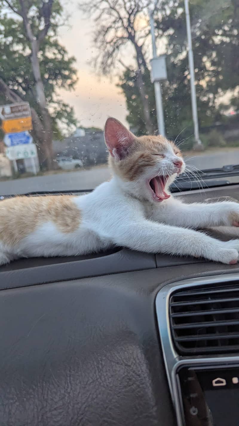 fluffy cat 4