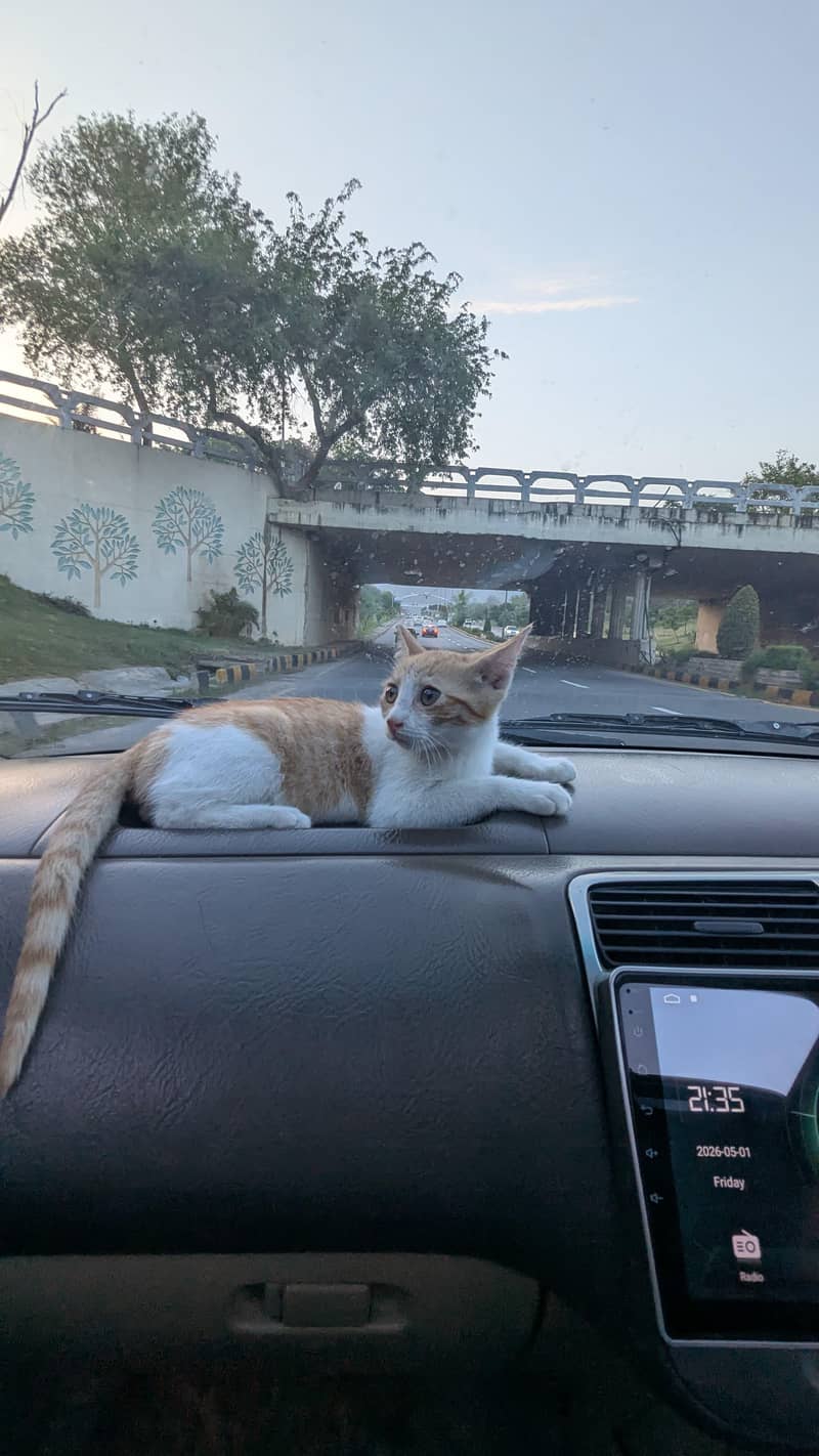 fluffy cat 5