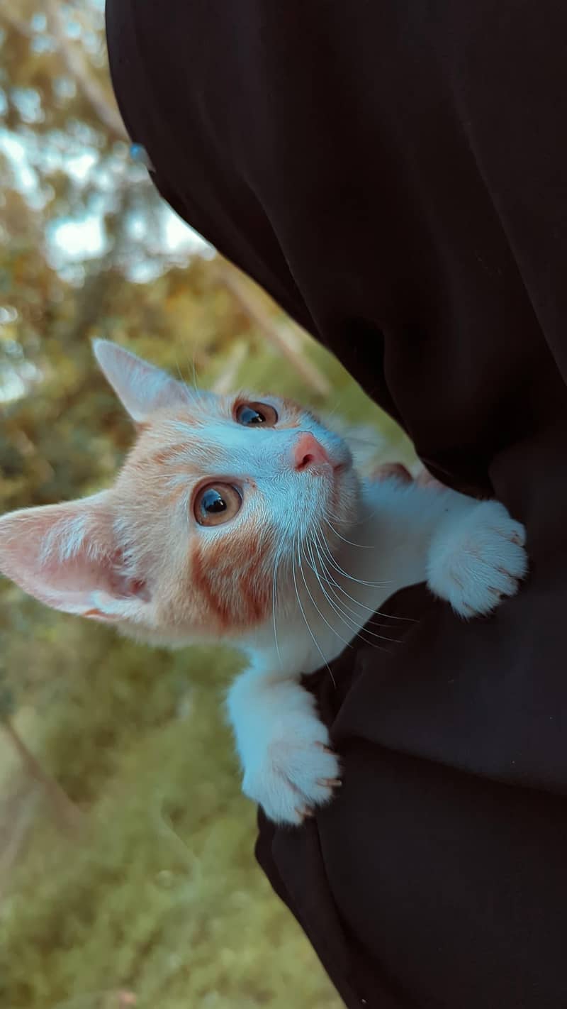 fluffy cat 6
