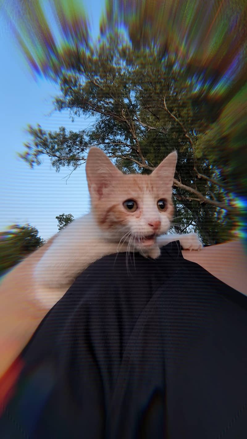 fluffy cat 7