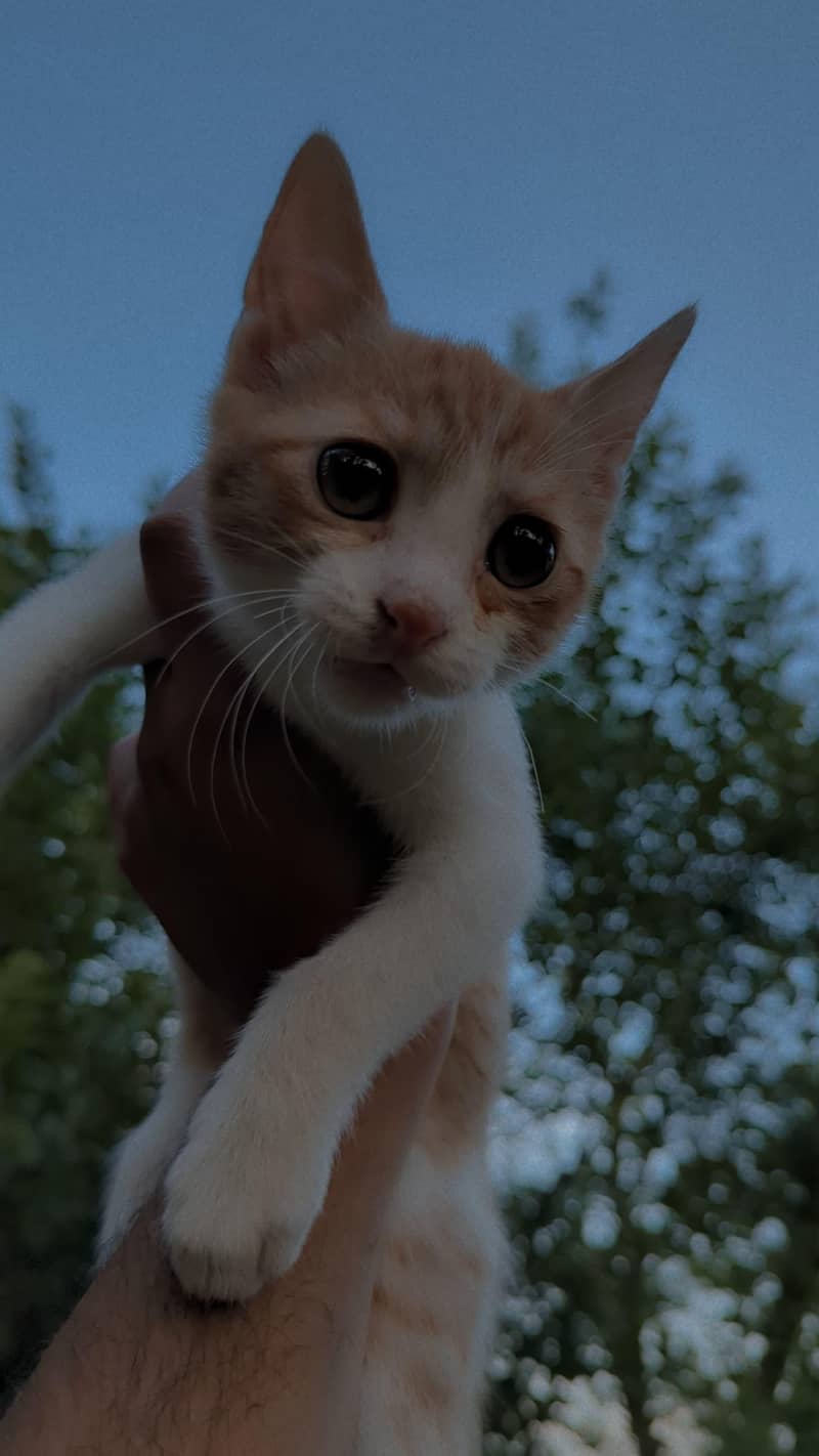 fluffy cat 8