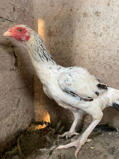 Aseel hen adult