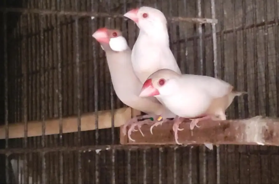 Java (Fawn,Albino,Opal,Pastel Fawn) and Gouldian — photo 3