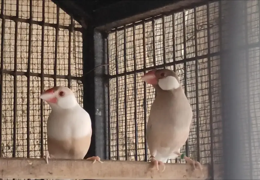 Java (Fawn,Albino,Opal,Pastel Fawn) and Gouldian — photo 4