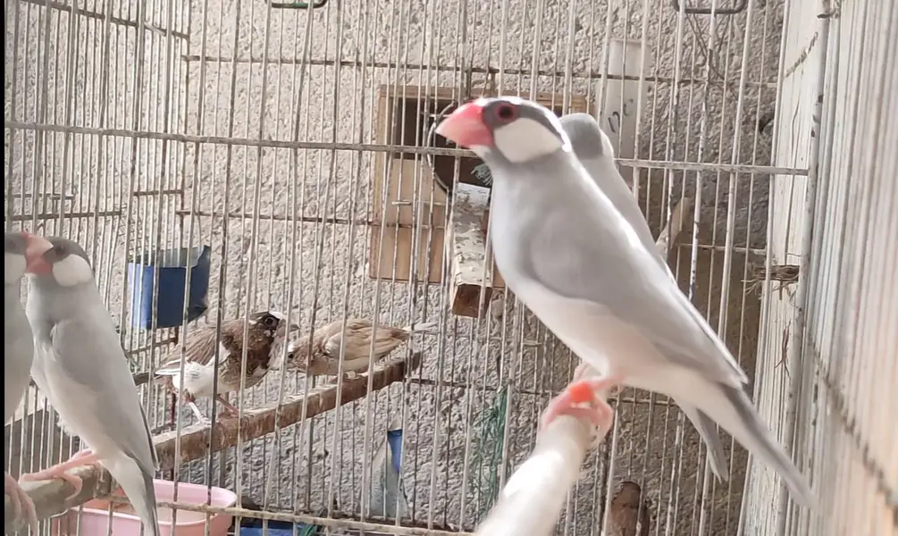 Java (Fawn,Albino,Opal,Pastel Fawn) and Gouldian — photo 5