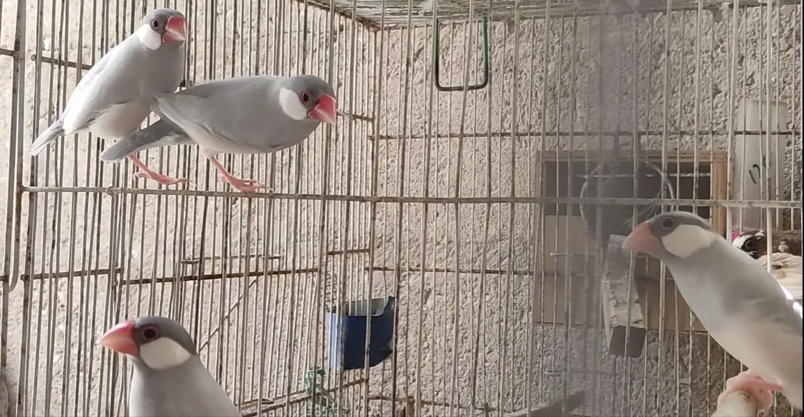 Java (Fawn,Albino,Opal,Pastel Fawn) and Gouldian — photo 6