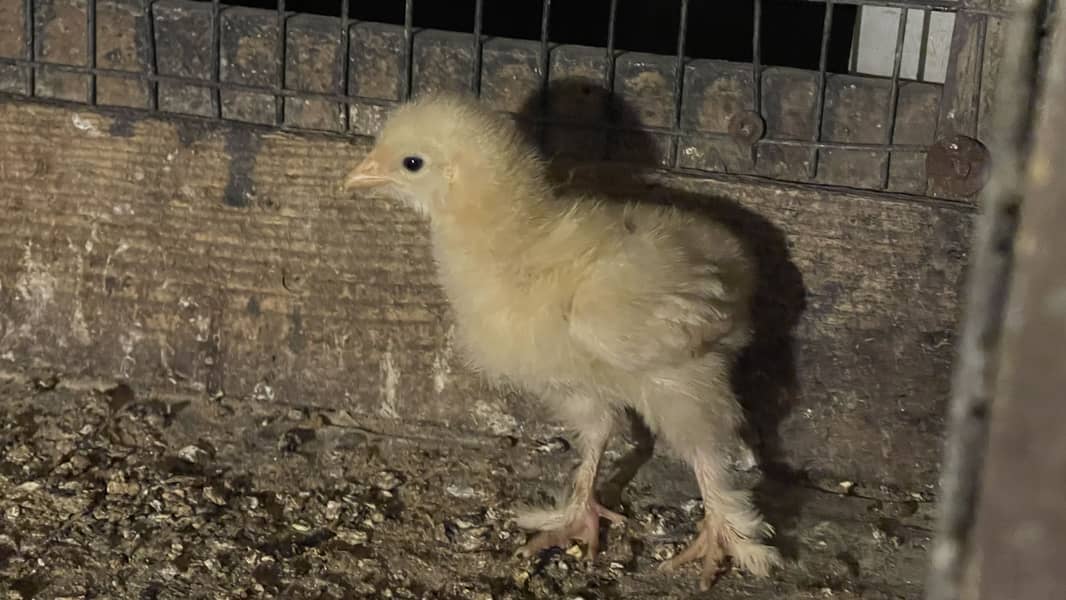 Bantam 0