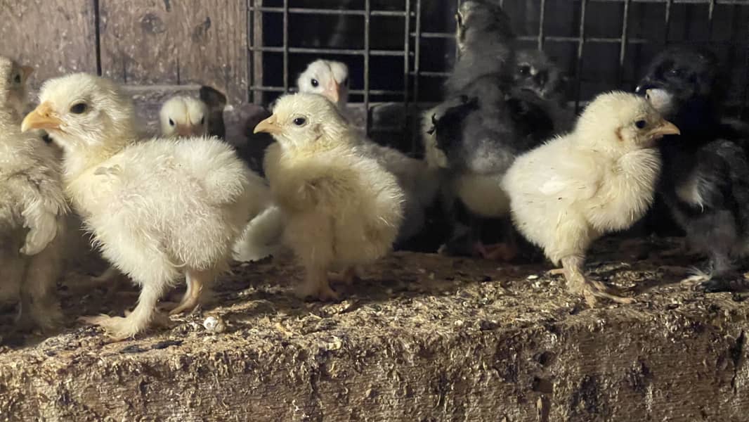 Bantam 2