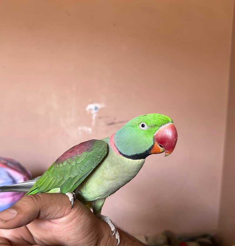 Raw parrot 0