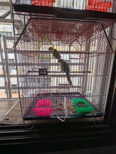 pineapple conure breeder pair with dna