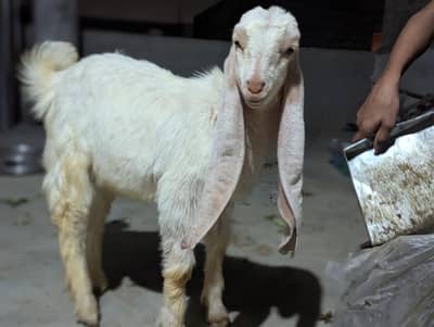 gulabi male 5 month