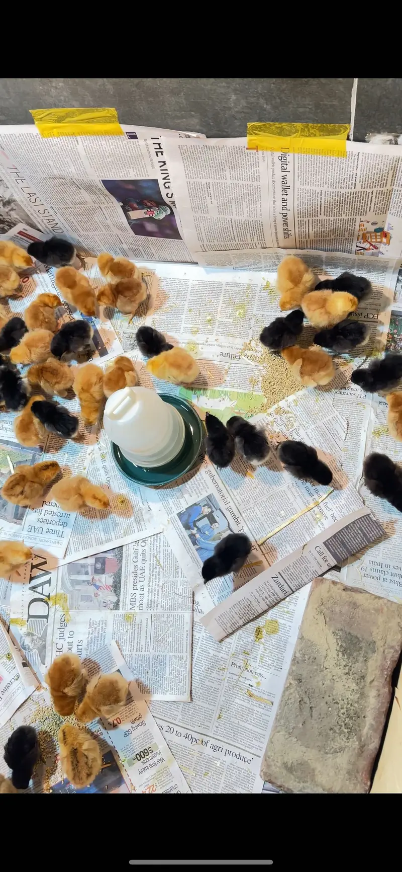 golden misri | australorp | rir chicks | golden misri patha / pathi — photo 10