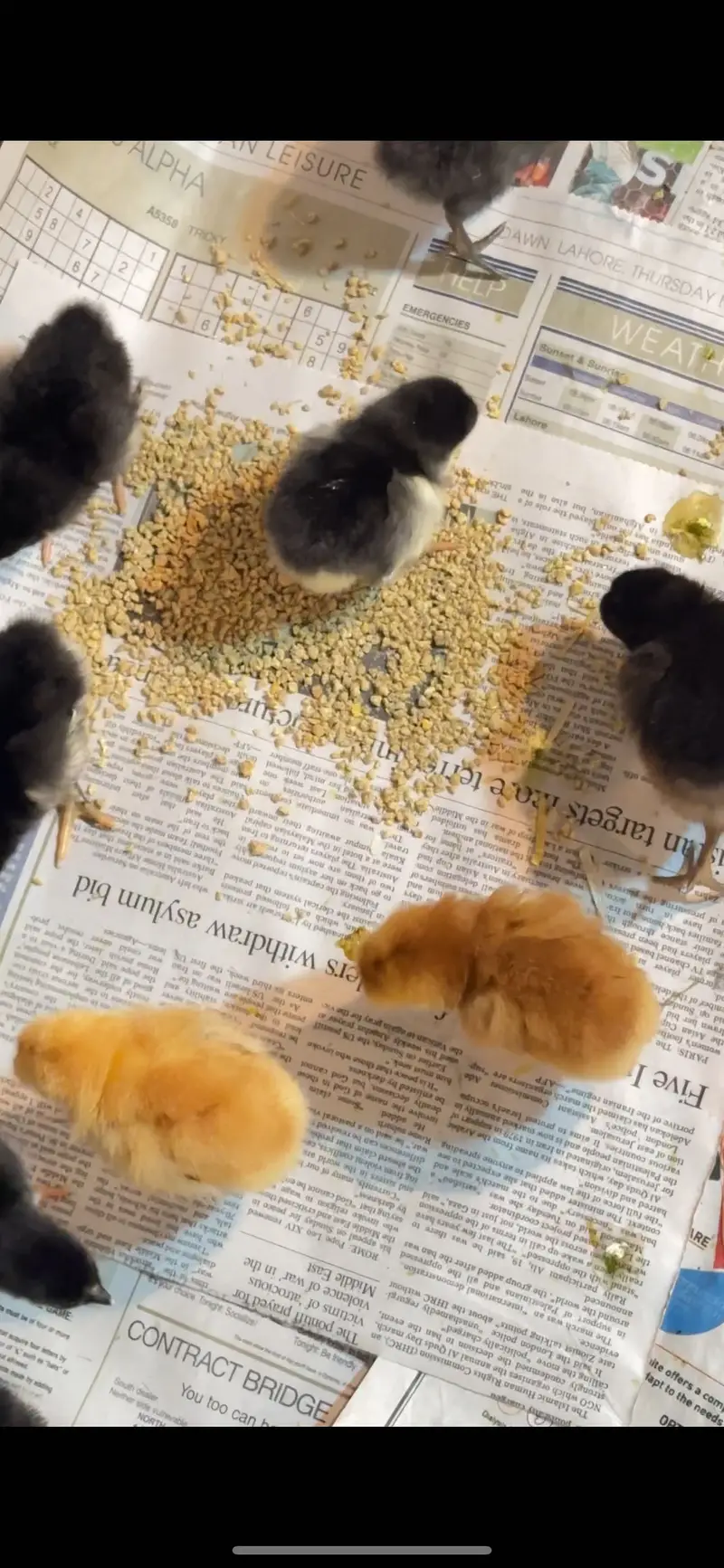 golden misri | australorp | rir chicks | golden misri patha / pathi — photo 7