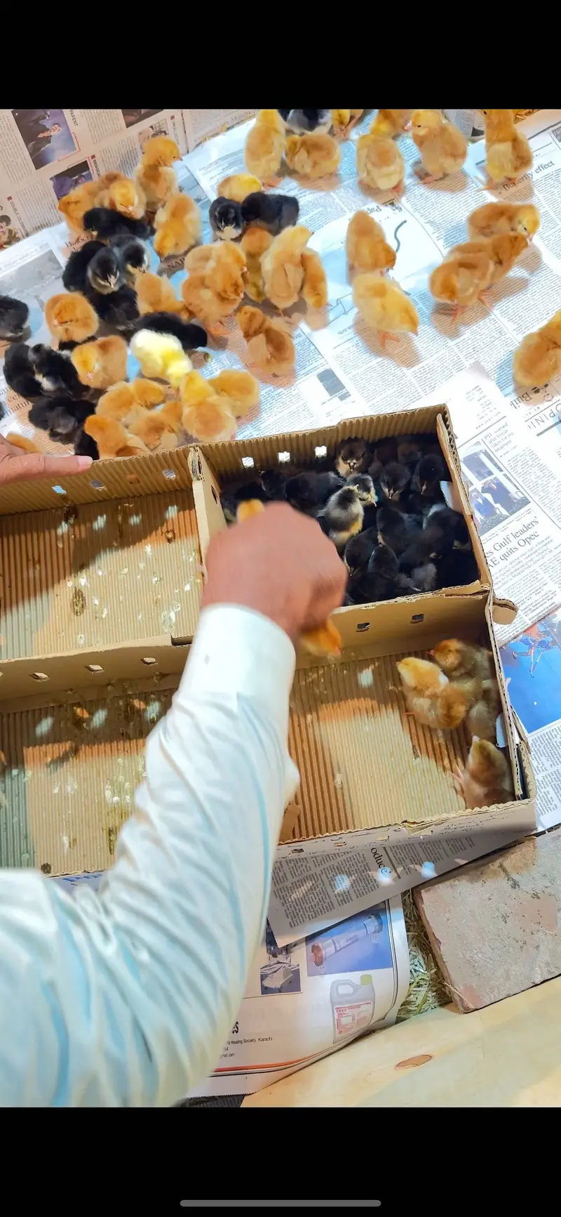golden misri | australorp | rir chicks | golden misri patha / pathi — photo 9