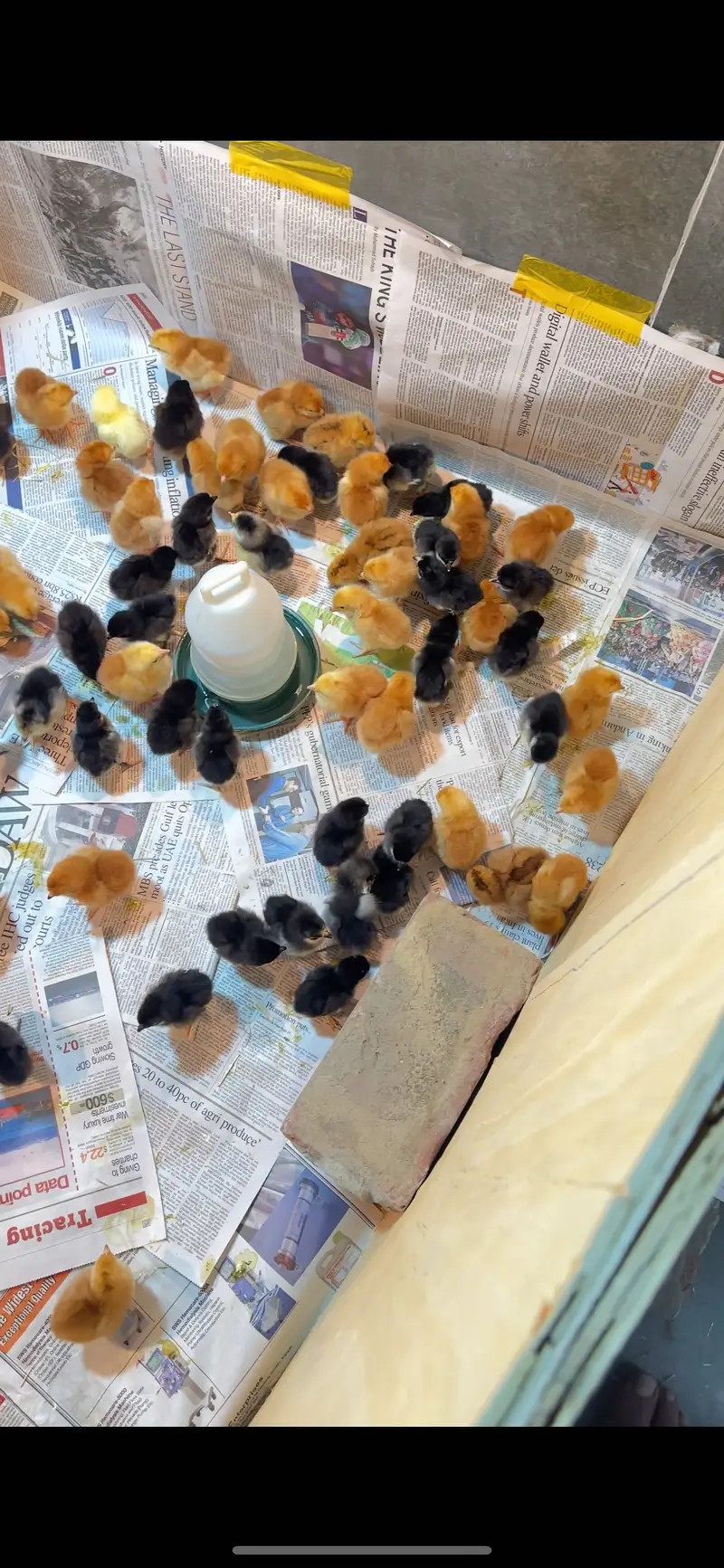 golden misri | australorp | rir chicks | golden misri patha / pathi — photo 8