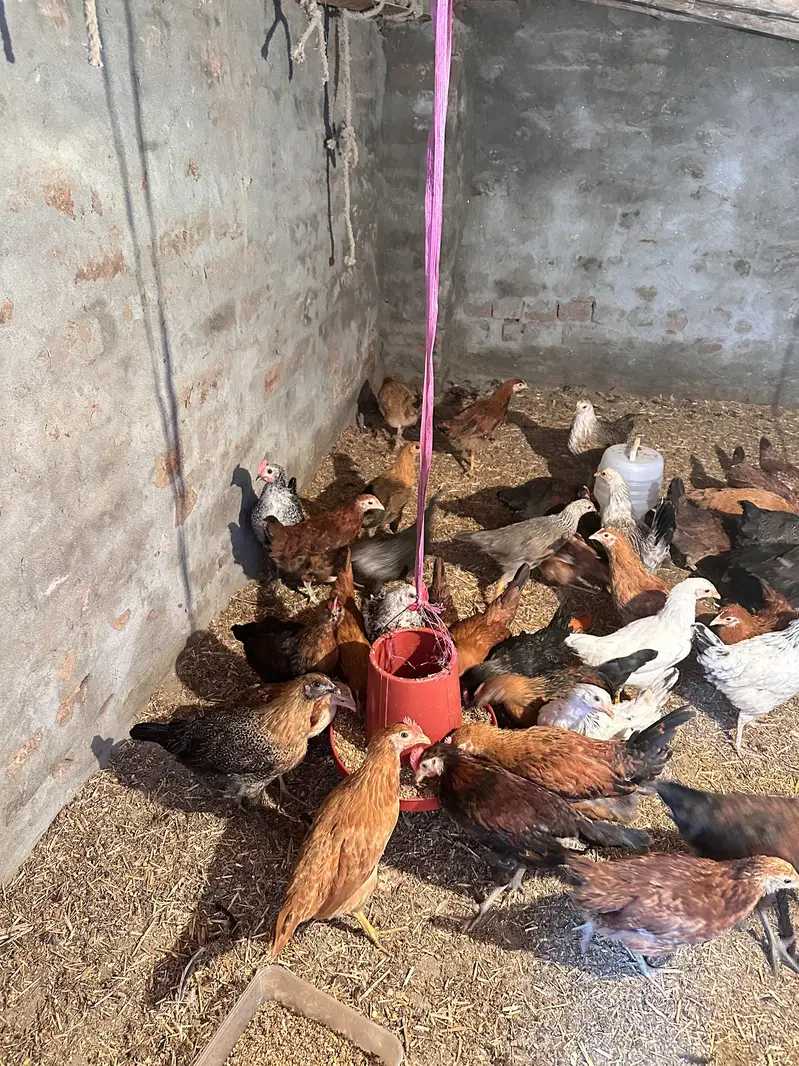 golden misri | australorp | rir chicks | golden misri patha / pathi — photo 5