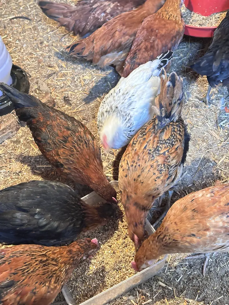 golden misri | australorp | rir chicks | golden misri patha / pathi — photo 4
