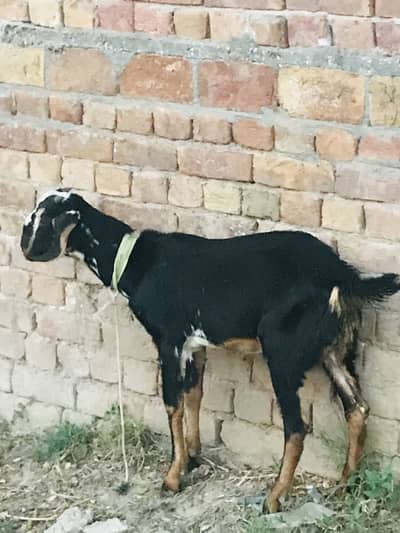 Male  Goat for Sale ( 0305 6741447)