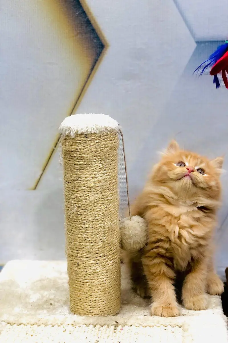 cash on delivery available Persian Punch face triple coat cat Kitten — photo 2