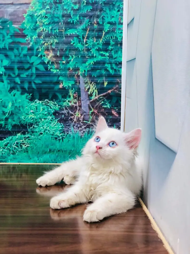 cash on delivery available Persian Punch face triple coat cat Kitten — photo 6
