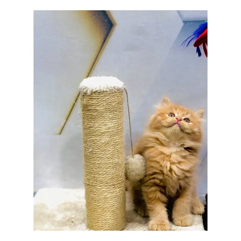cash on delivery available Persian Punch face triple coat cat Kitten — photo 8