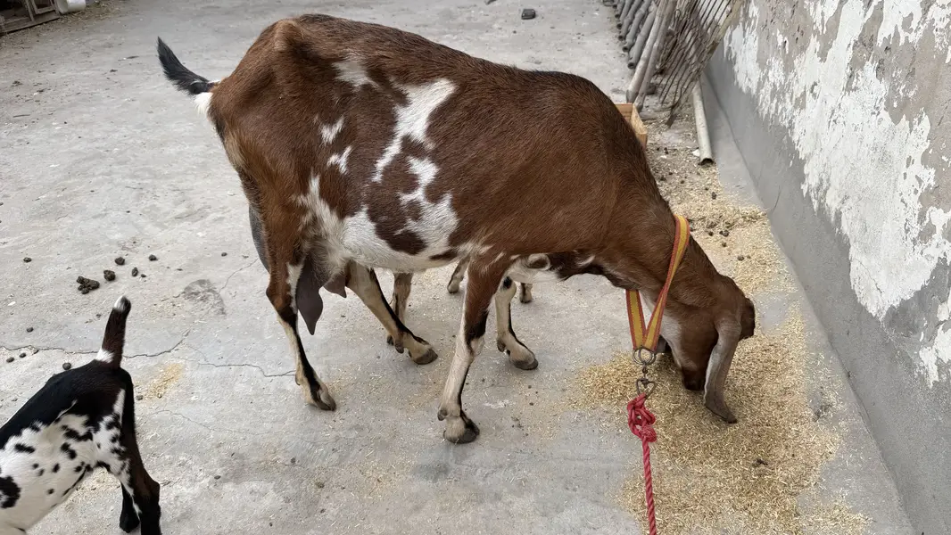 Desi brown colour goat with 2 babies — photo 2