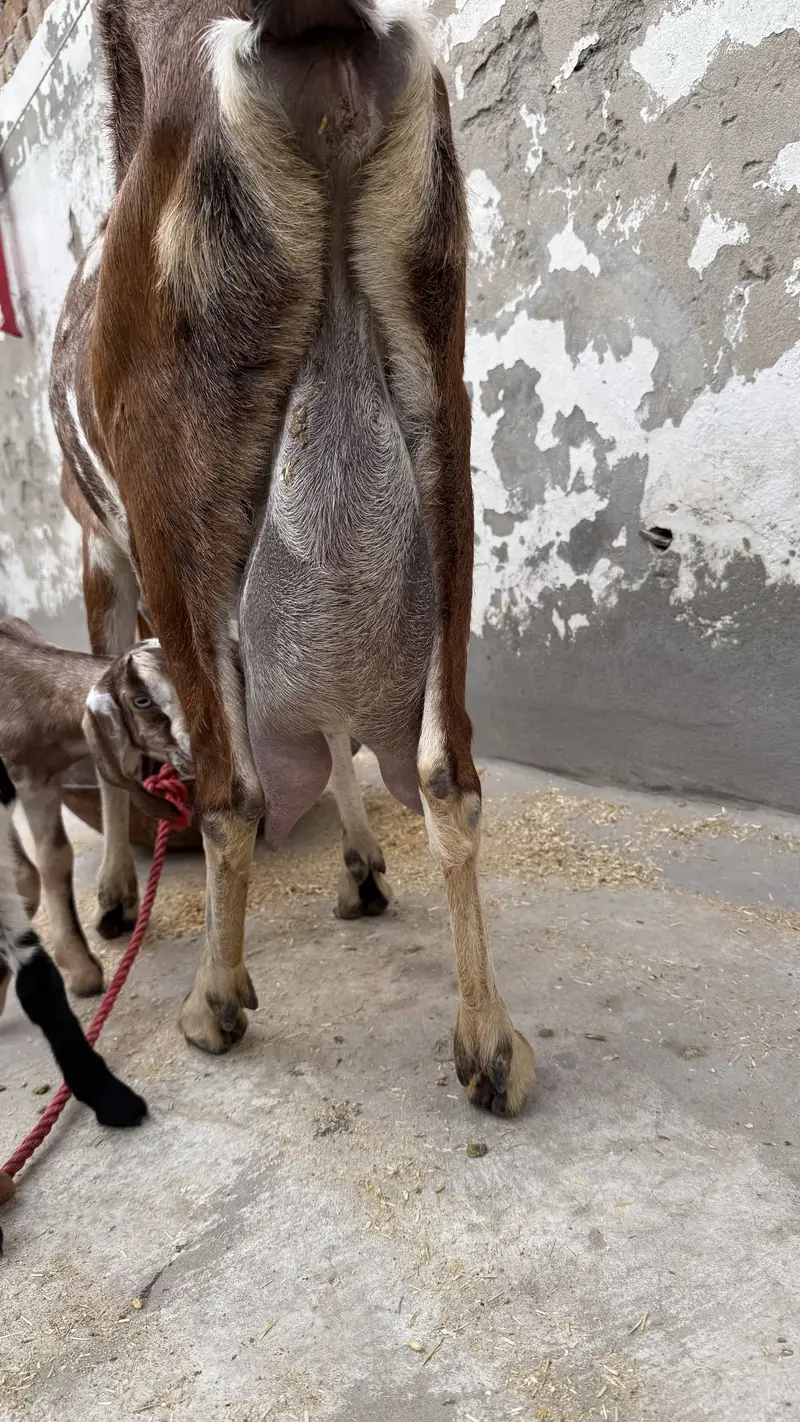 Desi brown colour goat with 2 babies — photo 3