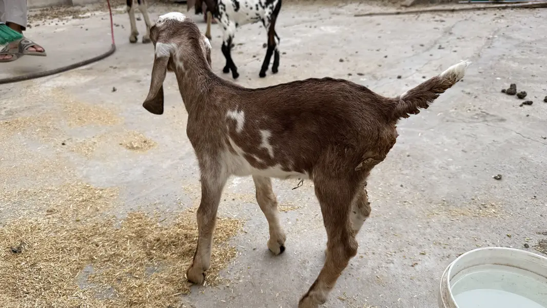 Desi brown colour goat with 2 babies — photo 4