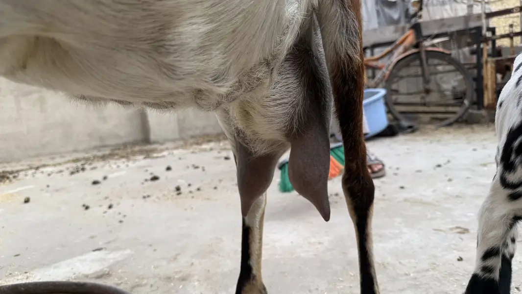 Desi brown colour goat with 2 babies — photo 5