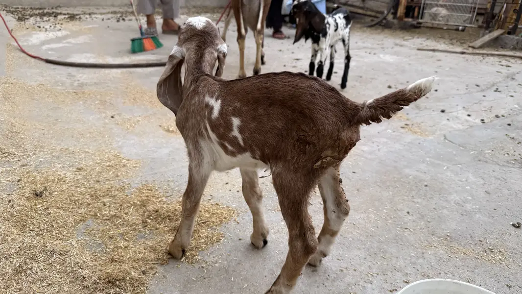 Desi brown colour goat with 2 babies — photo 6