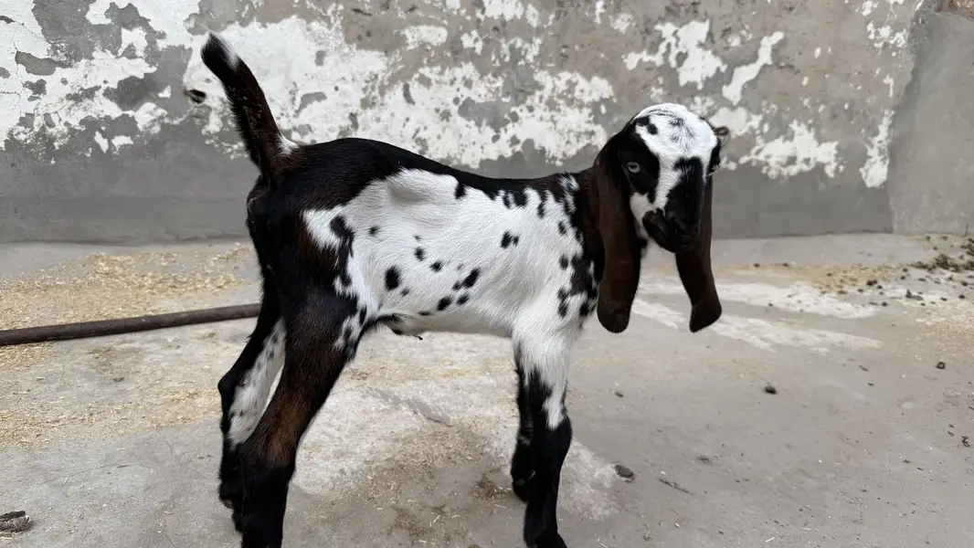 Desi brown colour goat with 2 babies — photo 7