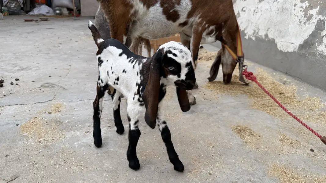 Desi brown colour goat with 2 babies — photo 8