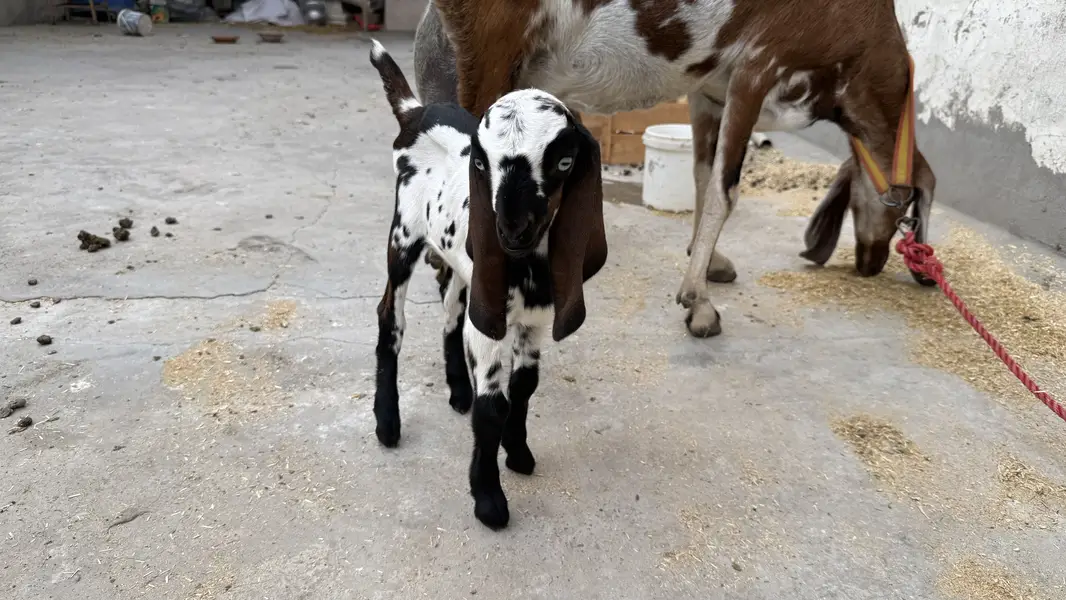Desi brown colour goat with 2 babies — photo 9