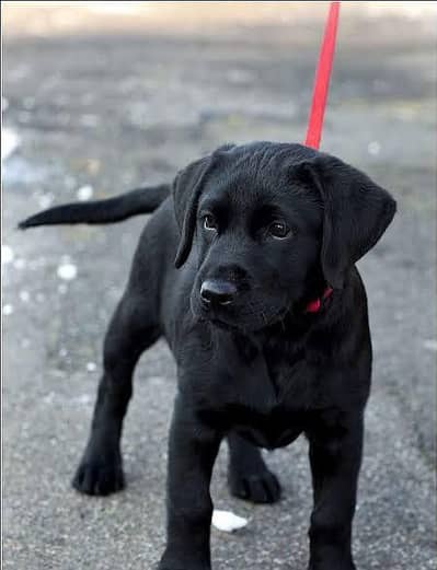Lebra dog puppy 3piecec