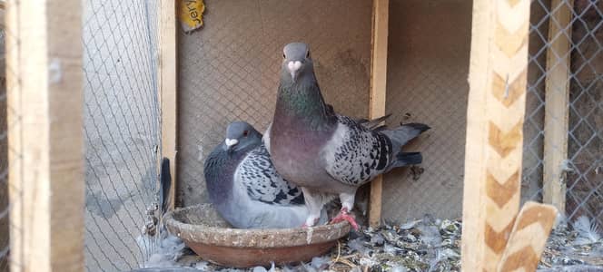 qasad baby pigeon mill jai ja