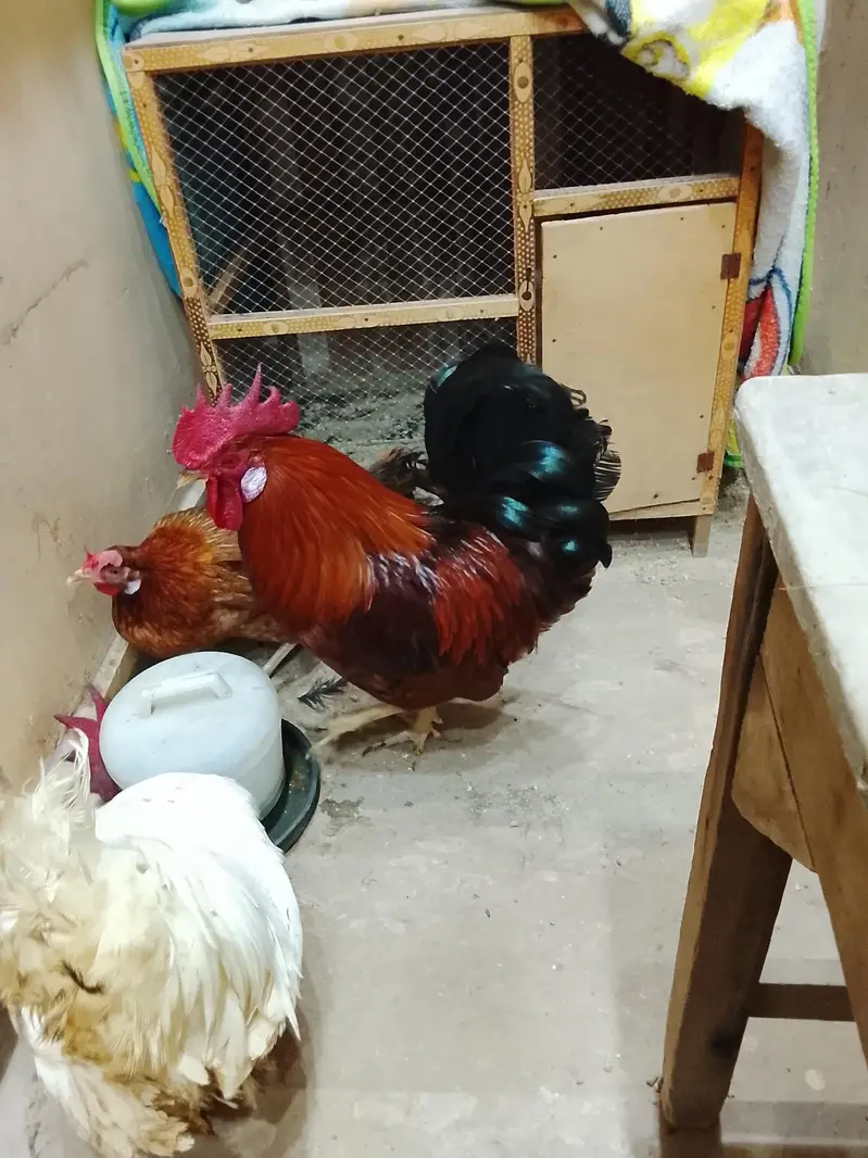 3 hens