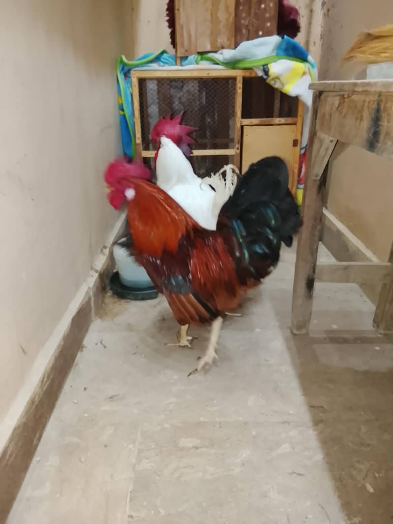 3 hens 1
