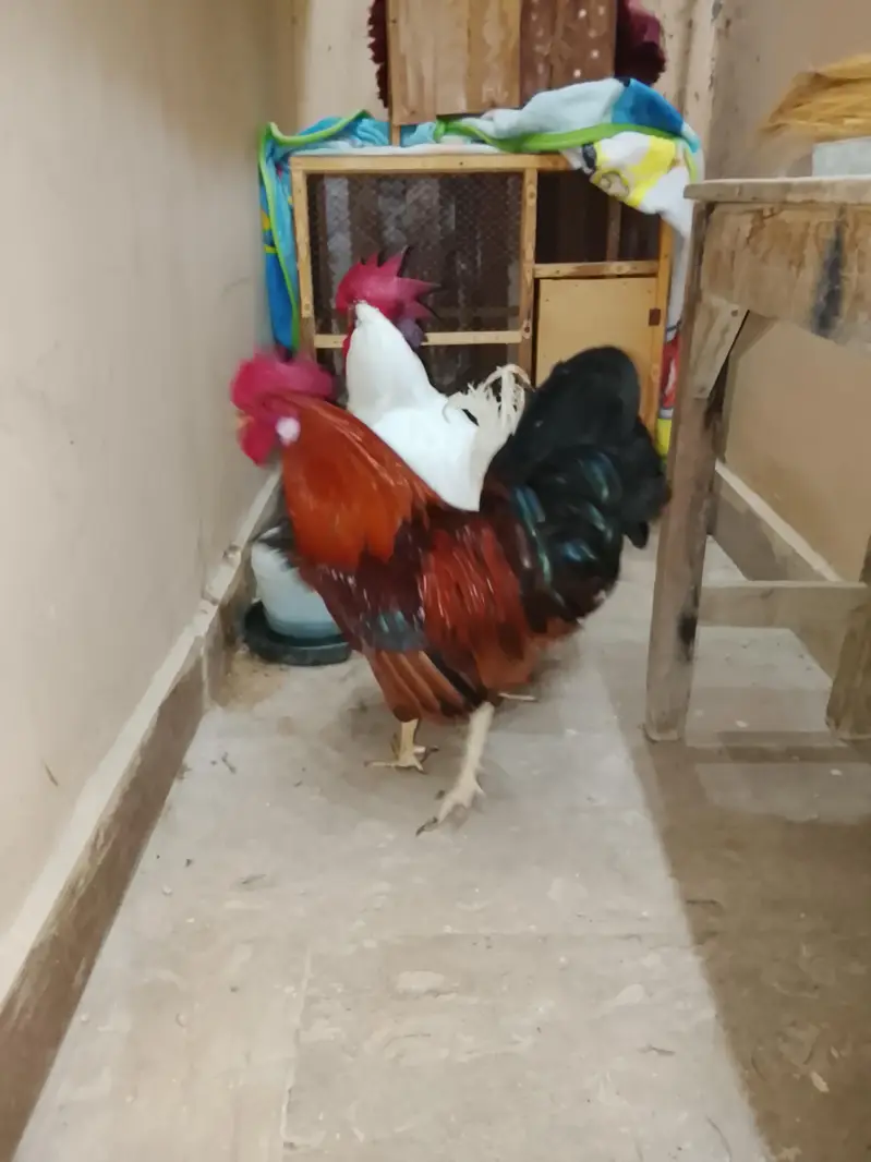3 hens — photo 2