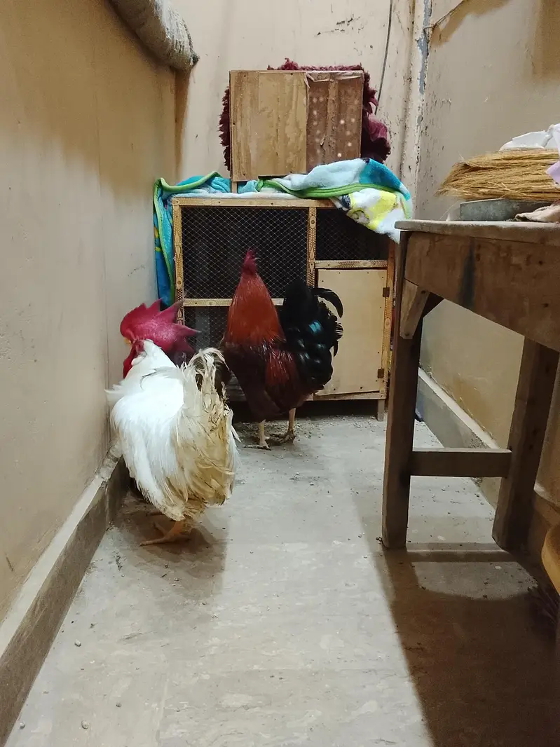 3 hens — photo 3