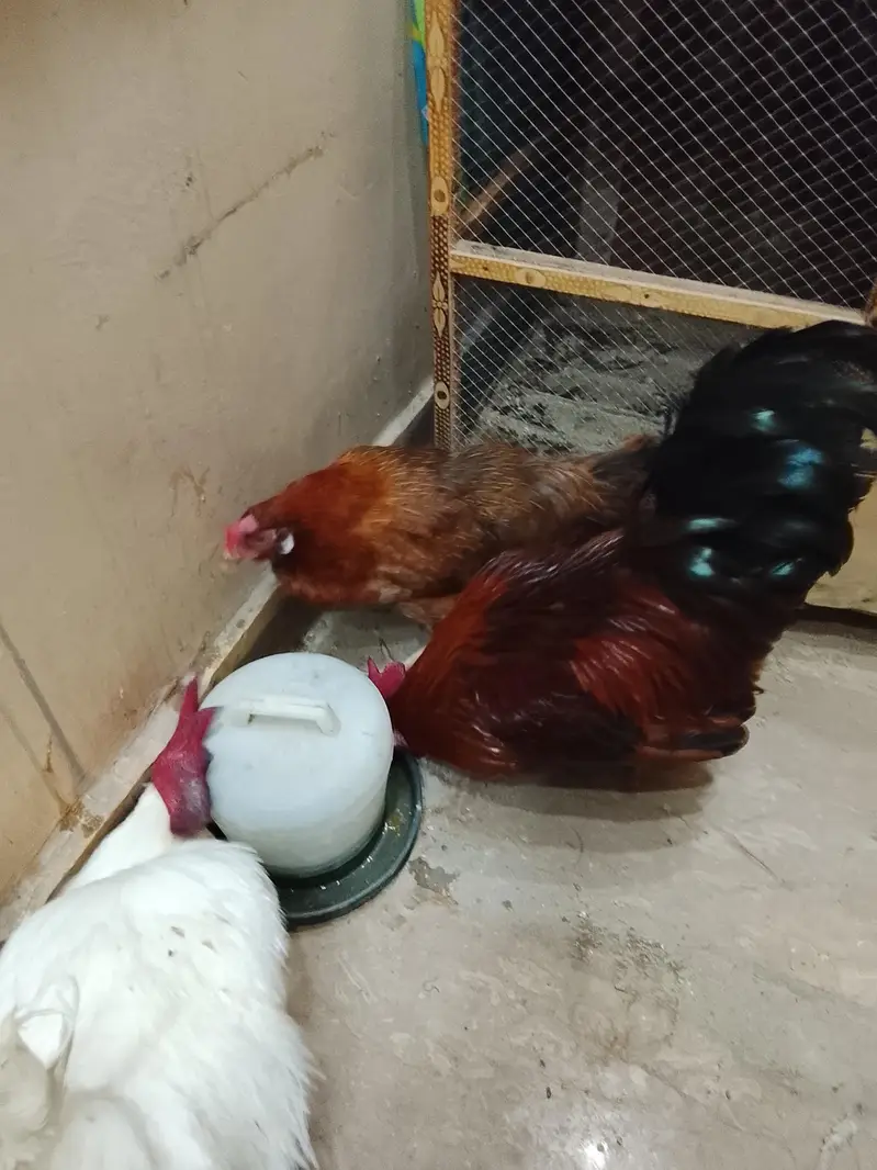 3 hens — photo 4
