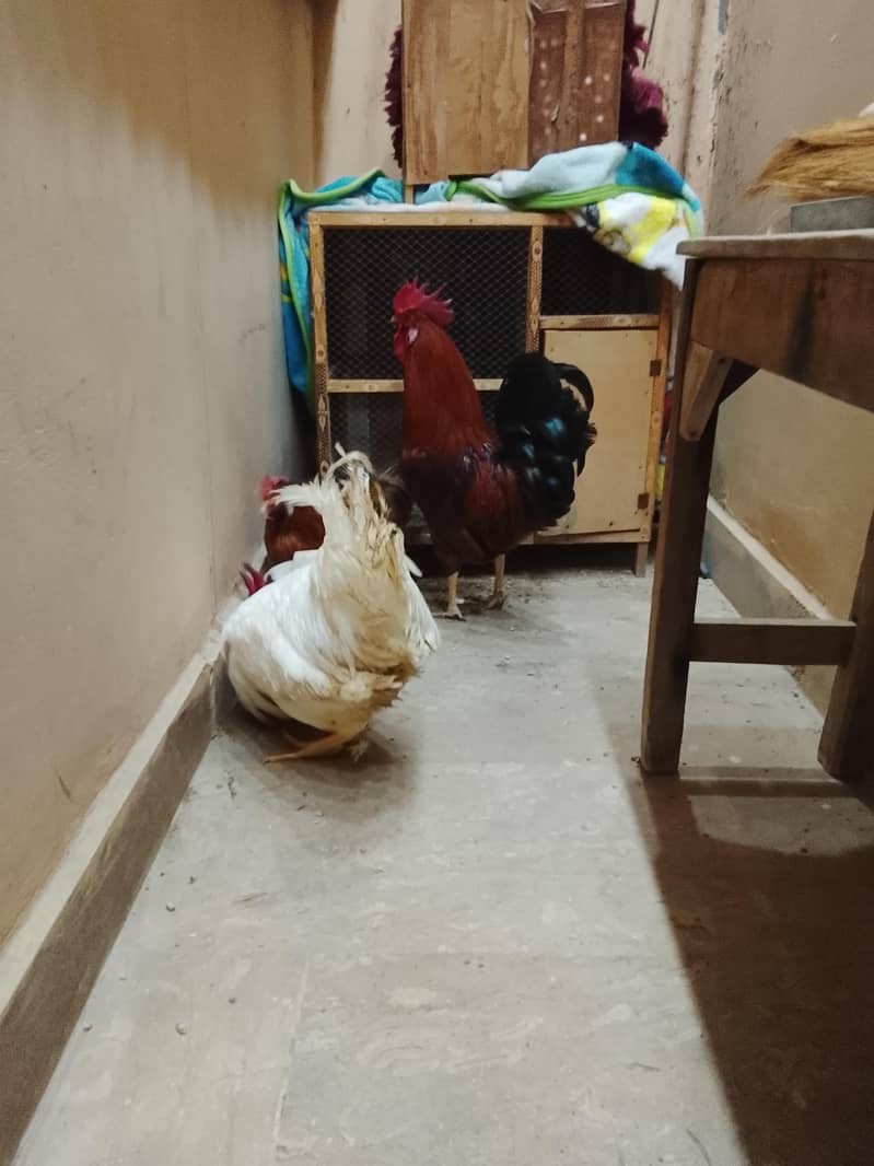 3 hens 4